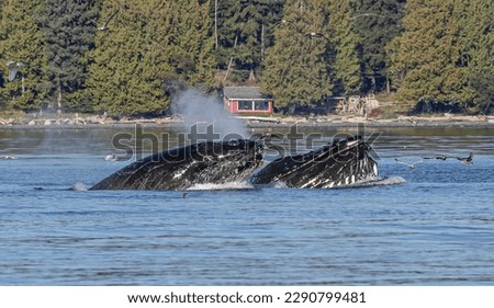 Humpback whale lunge feeding.  Humpbacks are baleen whales.  Humpback whales feed from spring to fall. They are generalist feeders, their main food items being krill and small schooling fish. 