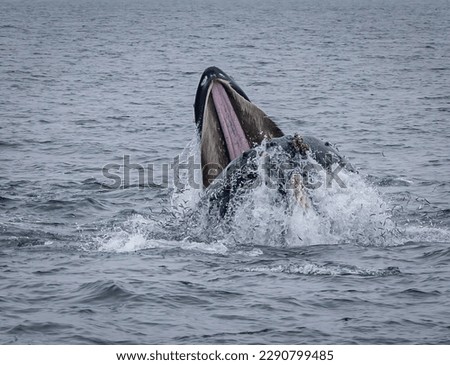 Humpback whale lunge feeding.  Humpbacks are baleen whales.  Humpback whales feed from spring to fall. They are generalist feeders, their main food items being krill and small schooling fish. 