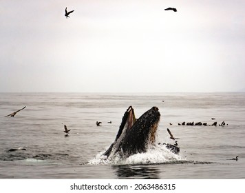 Humpback Whale Lunge Feeding In Monterey Bay, California At Foggy Day