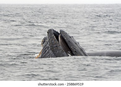 Humpback Whale Lunge Feeding Off Monterey