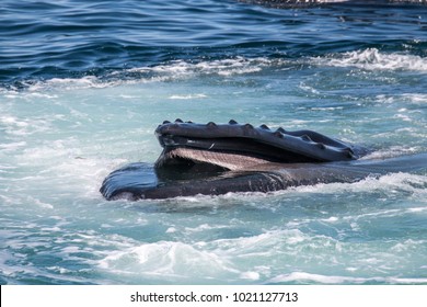 Humpback Whale Lunge Feeding With Open Mouth And Visible Baleen