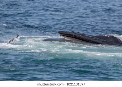 Humpback Whale Lunge Feeding With Open Mouth