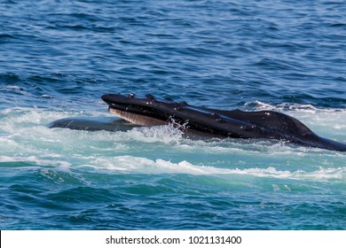 Humpback Whale Lunge Feeding With Open Mouth