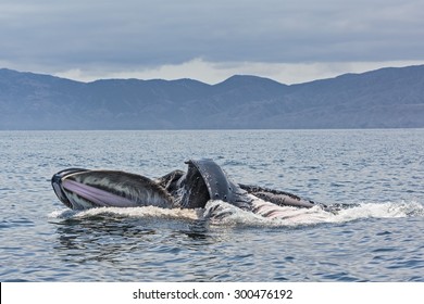 Humpback Whale lunge feeding in the Santa Barbara Channel near Channel Islands National Park. Camera pointed into its wide open mouth.