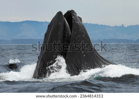 A humpback whale lunge feeds for anchovies off the coast of Monterey, California. 