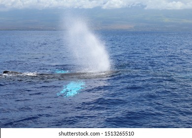 Humpback Whale In Maui, Hawaii