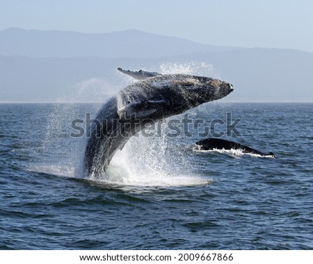 Humpback Whale (Megaptera novaeangliae) baleen