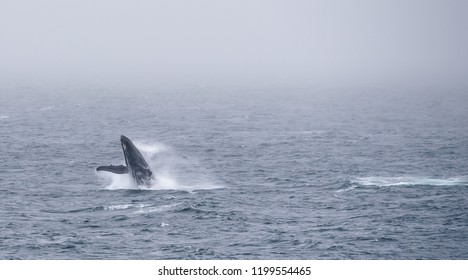 Humpback Whale Megaptera Novaeangliae Breaching on a Gray Foggy Rainy Day Near Dutch Harbor Alaska