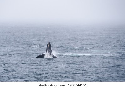 Humpback Whale Megaptera Novaeangliae Breaching on a Gray Foggy Rainy Day Near Dutch Harbor Alaska