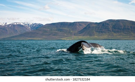 Humpback Whale, Megaptera Novaeangliae, Breaching From Water In Icelandic Nature. Wild Huge Mammal's Tail Fin Peeking Out Of The Blue Sea With Hills In The Background. Giant Dark Animal Swimming In