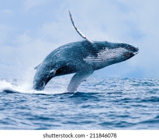 Humpback Whale (Megaptera novaeangliae) breaching at Puerto Lopez, Ecuador.