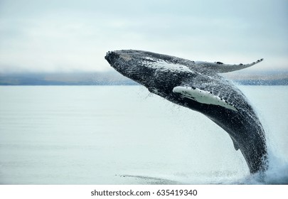 Humpback Whale (Megaptera novaeangliae), der in der Nähe von Husavik City in Island brütet.