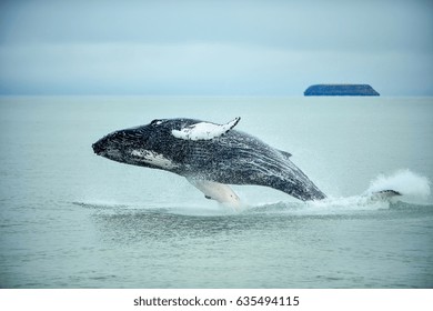 Humpback Whale (Megaptera Novaeangliae) Breaching Near Husavik City In Iceland.