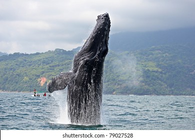 Humpback whale (Megaptera novaeangliae) breaching in "Marino Ballena National Park",  Costa Rica