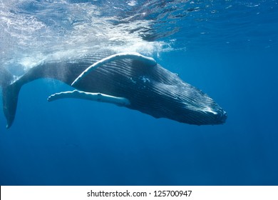 The Humpback whale (Megaptera novaeangliae) can reach lengths of 12-16 meters.  In the Atlantic, females give birth in the Caribbean then migrate north to feeding grounds off New England and Canada.