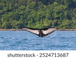 The humpback whale (Megaptera novaeangliae) in Colombia