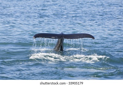 Fluke Down Images Stock Photos Vectors Shutterstock