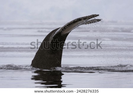 An humpback whale (megaptera novaeangliae), diving in wilhelmina bay, antarctica, polar regions