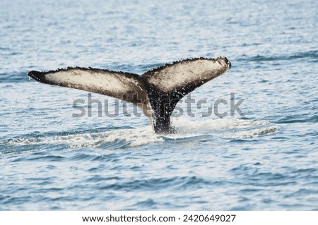 Humpback Whale (Megaptera novaeangliae) in Eyjafjordur near Akureyri , Northern Iceland