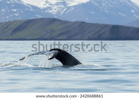 A humpback whale (Megaptera novaeangliae) with the fluke or tail