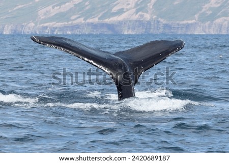 A humpback whale (Megaptera novaeangliae) with the fluke or tail