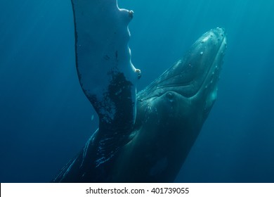 A Humpback whale (Megaptera novaeangliae) glides through the Atlantic Ocean. Many Atlantic Humpbacks feed in the nutrient-rich waters off New England and Newfoundland. 
