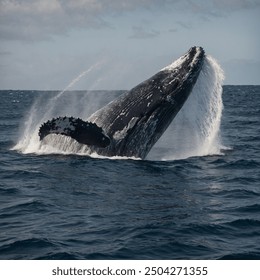 The humpback whale (Megaptera novaeangliae) is a large, migratory species of baleen whale known for its distinctive body shape, long pectoral fins, and unique patterns on its tail flukes. These whales - Powered by Shutterstock