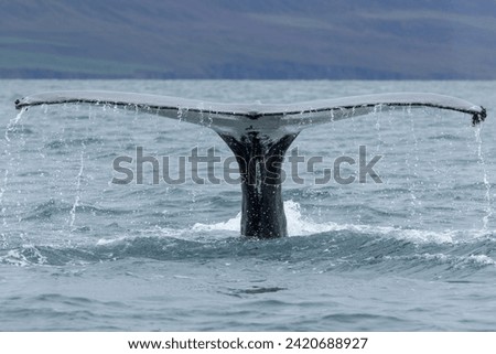 Humpback whale (Megaptera novaeangliae) lifting the tail creatin