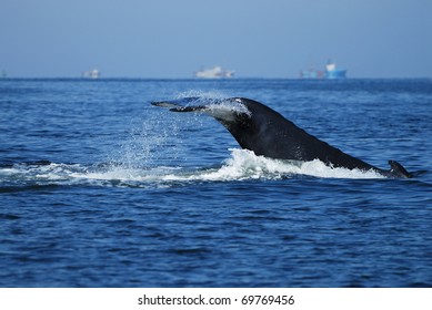 ウォーカー湾 ヘルマヌス 南アフリカの南右のクジラのブリーチング の写真素材 今すぐ編集