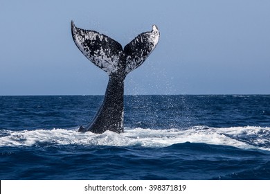 A Humpback whale (Megaptera novaeangliae) raises its powerful tail over the Atlantic Ocean. Many Atlantic Humpbacks feed in the nutrient-rich waters off New England and Newfoundland. 