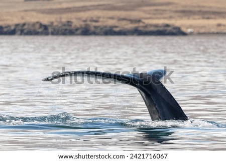 Humpback whale (Megaptera novaeangliae) raising the tail out and
