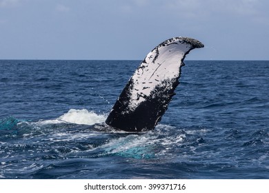 A Humpback whale (Megaptera novaeangliae) rolls, revealing its fluke, on the surface of the Atlantic Ocean. Many Atlantic Humpbacks feed in the nutrient-rich waters off New England and Newfoundland. 