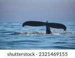 A humpback whale (Megaptera novaeangliae) showing its fluke out of the water in a fjord in Iceland