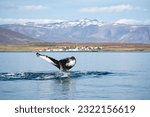 A humpback whale (Megaptera novaeangliae) showing its fluke out of the water in a fjord in Iceland