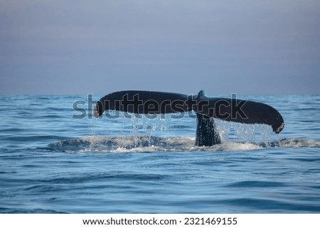 A humpback whale (Megaptera novaeangliae) showing its fluke out of the water in a fjord in Iceland