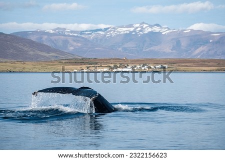 A humpback whale (Megaptera novaeangliae) showing its fluke out of the water in a fjord in Iceland