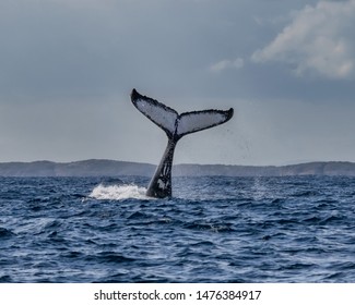 Featured image of post Humpback Whale Tail Vector Download humpback whale stock vectors