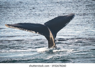 A humpback whale (megaptera novaeangliae) with its tail fluke out of the water. Copy space. Great South Channel, North Atlantic.