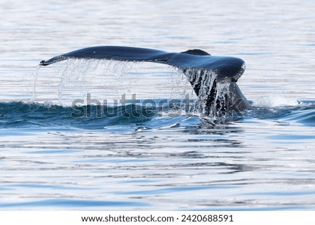 Humpback whale (Megaptera novaeangliae) with the tail out of the
