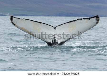 A humpback whale (Megaptera novaeangliae) tail or fluke in the a