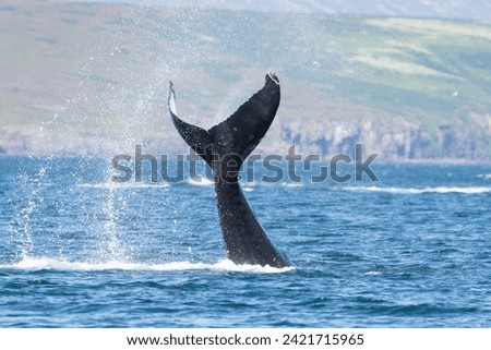 Humpback whale (Megaptera novaeangliae) tail slapping or lobtail