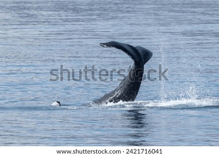 Humpback whale (Megaptera novaeangliae) tail slapping creating w