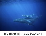 humpback whale, megaptera novaeangliae, Tonga, Vava