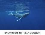 humpback whale , megaptera novaeangliae, Vava