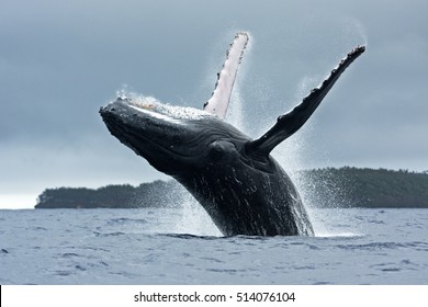 Humpback Whale, Megaptera Novaeangliae, Vava'u Island, Tonga