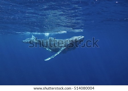 humpback whale , megaptera novaeangliae, Vava'u island, Tonga