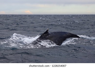 Humpback Whale Migration