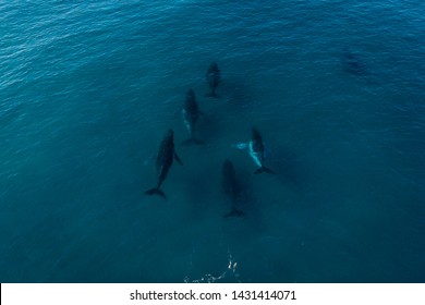 Humpback Whale Migration Fraser Island Australia Ocean