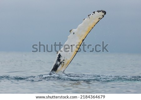 Humpback whale, the most charismatic marine mammal with its flippers and breaching out
