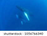 Humpback whale mother, calf, and escort, Megaptera novaeangliae, cruise through the Caribbean Sea. Each year North Atlantic Humpbacks migrate from New England to the Caribbean to give birth and breed.
